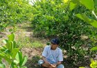 Petani Jeruk di Ujungpangkah Gresik Kini Merana,  Lahan Terjual dan Terpaksa Sewa serta Setor Upeti