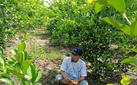 Petani Jeruk di Ujungpangkah Gresik Kini Merana,  Lahan Terjual dan Terpaksa Sewa serta Setor Upeti