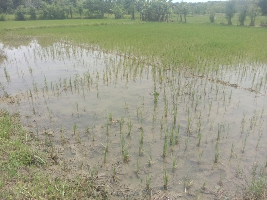 Kabupaten Gresik Memiliki 36 Ribu Hektare Lahan Sawah Dilindungi