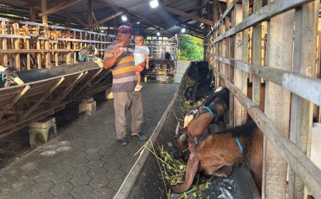 Tinggalkan Kontraktor, Peternak Gresik Raup Untung Jual Hewan Ternak