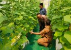 Polsek Manyar Pantau Budidaya Melon di Desa Suci, Wujud Dukungan Ketahanan Pangan Nasional