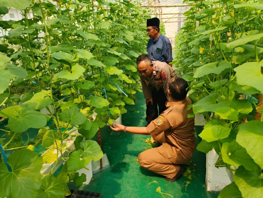 Polsek Manyar Pantau Budidaya Melon di Desa Suci, Wujud Dukungan Ketahanan Pangan Nasional